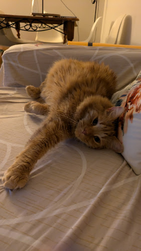 Silvia CatCare and Sitting Service