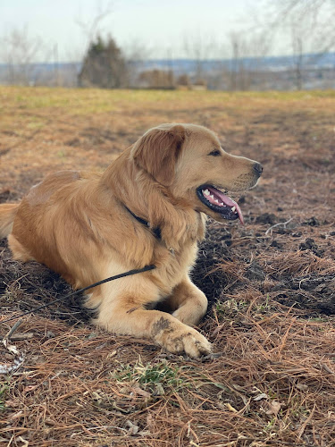 Black Hill Dog Company
