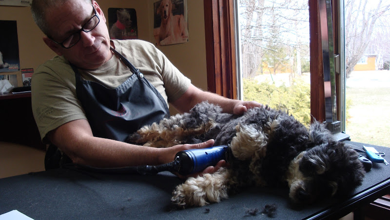 Toilettage canin et félin beauté André Reader