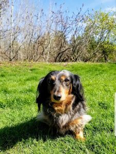 Relais Canin