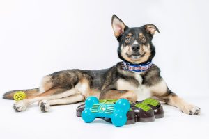 Muso et Spaw – Service en comportement et Bien-être canin