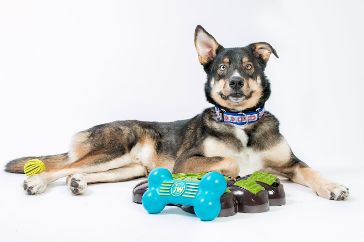 Muso et Spaw – Service en comportement et Bien-être canin