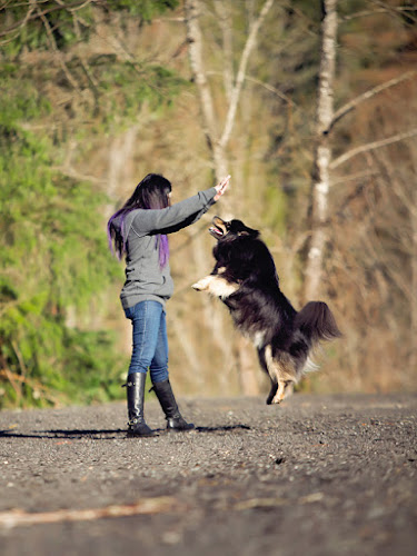 Extraordinary Canines Inc.