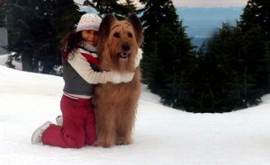 Canine Co-Stars Training