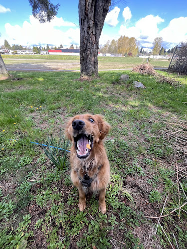 Epsilon Dog Training