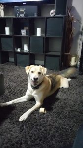 Canine United Professional Dog Services