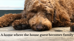 Happy House Guest