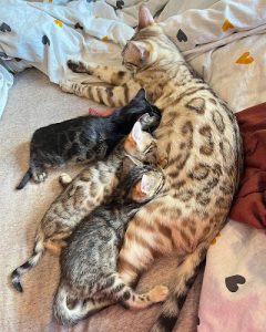 Maple Bengals Cattery