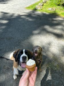 Wild & Young Sooke Dog Adventures