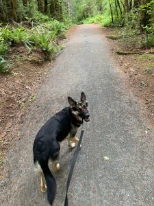 Sage Mode K9’s | Over-Night Dog Sitting