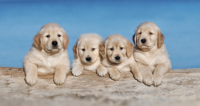 In The Pink Golden Retrievers