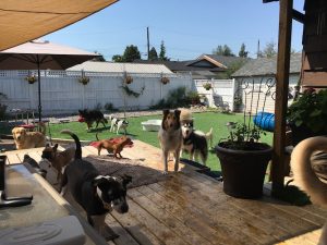 Doggy DooLil Daycare