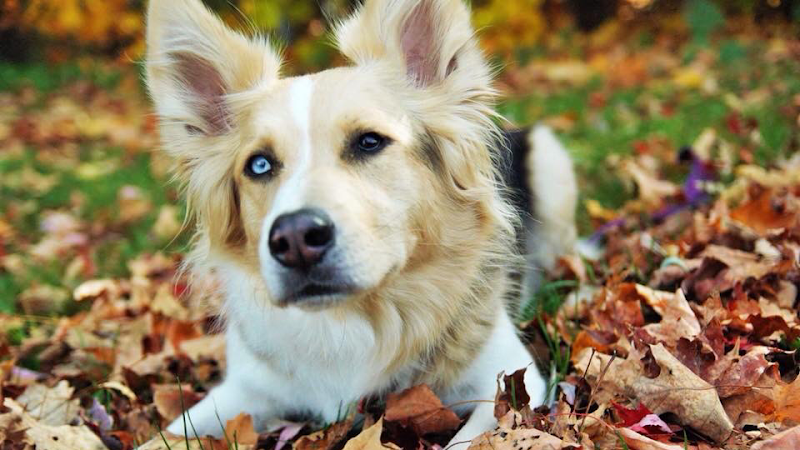 Cani-Harmonie éducation canine
