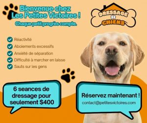 Dressage de Chien – Les Petites Victoires
