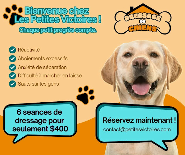 Dressage de Chien – Les Petites Victoires
