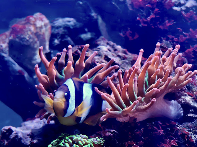 Aquazone Aquarium Services Montreal Entretien Maintenance Design Aquascape