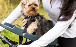 Heidi & Cie – Boutique pour animaux