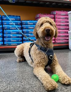 Chico – Boutique d’animaux | Rue Jean-Talon E (Saint-Léonard / Anjou)