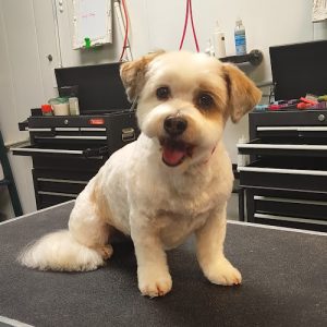 Emily’s Groom Room