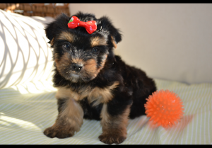 Yorkie-Cam – Élevage de Yorkshire et Morkie