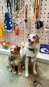 Pableen Pet Boutique