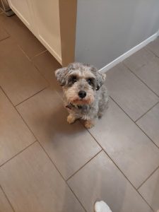 Oakcrossing Dogsitters