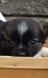 Animalerie Cartierville Pet Store