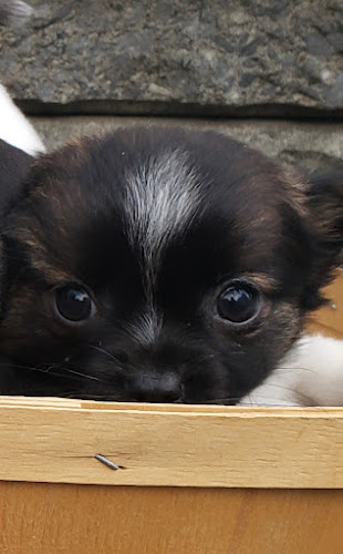 Animalerie Cartierville Pet Store