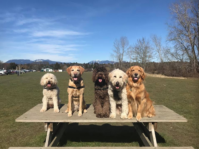 Hearts & Hounds Dog Training