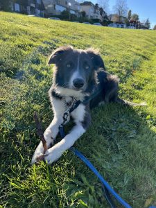 Compass Canine Training