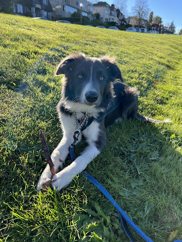 Compass Canine Training