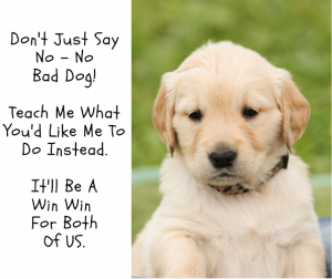 Dogwise Behaviour & Training Center