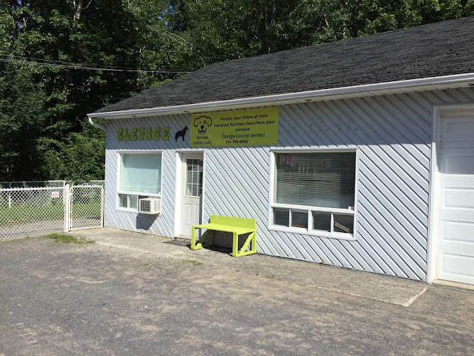 Services canins Lucky
