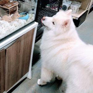 The Little Pet Company Ltd.