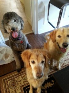 Purrs & Wags Professional Pet Care
