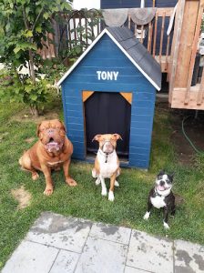 Refuge Tony & Co. (Accueil et boutique)