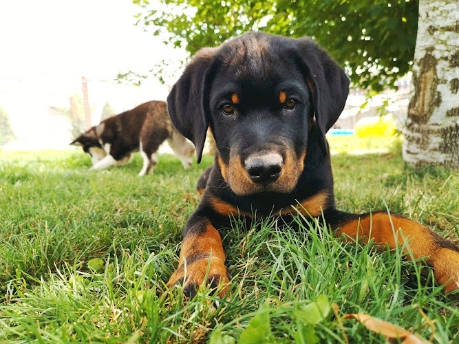 Posh Paws City Kennel