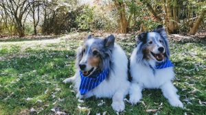 It’s All Pawsitive Dog Spa & Wellness Centre