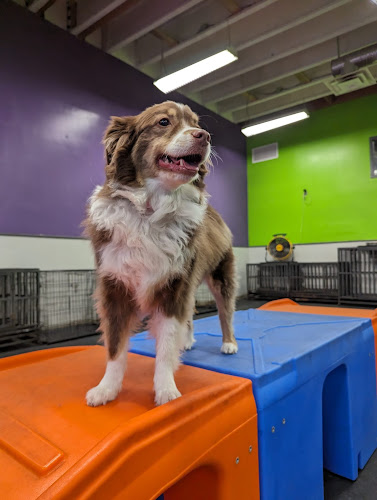 Dogtopia of Coquitlam