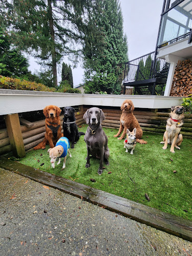 HiPooch Daycare and Boarding