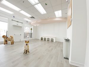 Paw Please Pet Services and Boutique