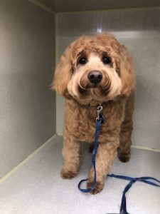 In The Dog House Grooming Thornhill