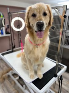 Poodle & Co. Grooming