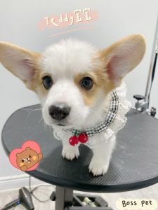 Lollipaws（Boss Pet）