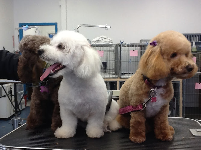 Pet Grooming Studio