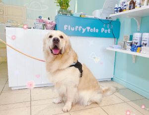 Fluffytale Pet