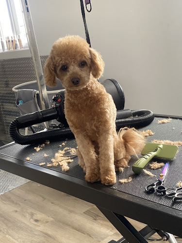 Spa Beauté Canine
