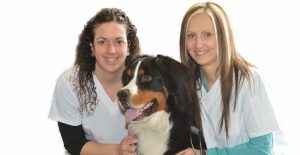 Clinique Vétérinaire Vraiment Bête