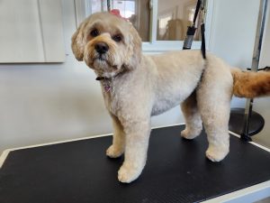 Toilettage canin félin Véronique et Valérie ( le spa chico)