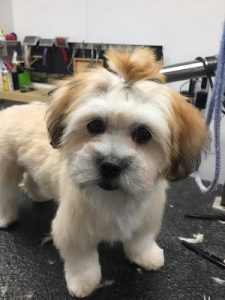 Chez Lynda Toilettage